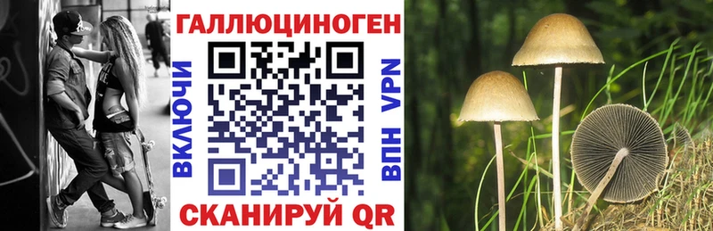 где найти   Княгинино  Псилоцибиновые грибы прущие грибы 